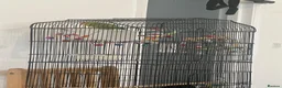 Lovebirds birds for sale: Australian lovebird  in London - Advert 3