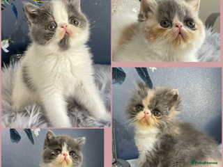 Exotic cats 🏆🔥CHAMPION LINES GCCF EXOTIC KITTENS READY DEC - Advert 14