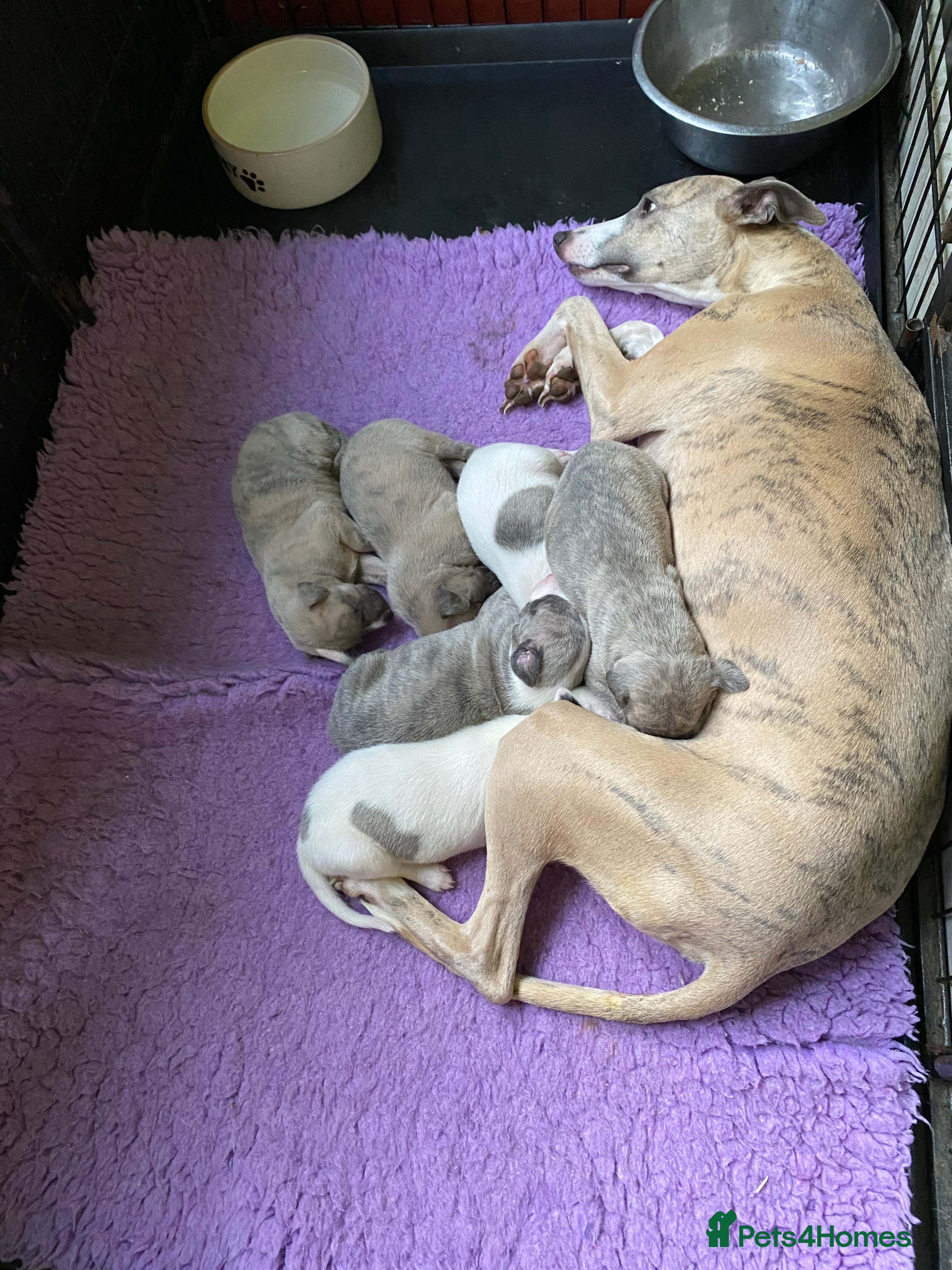 Whippet dogs Beautiful Pedigree Whippet Puppies - Advert 4