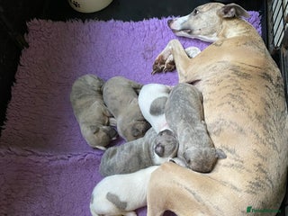 Whippet dogs Beautiful Pedigree Whippet Puppies - Advert 5