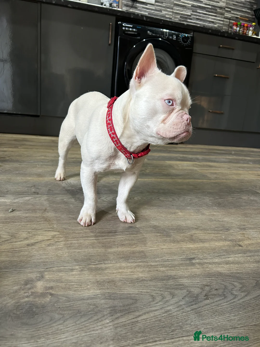French Bulldog dogs for sale: Pink French bulldog male - Advert 3