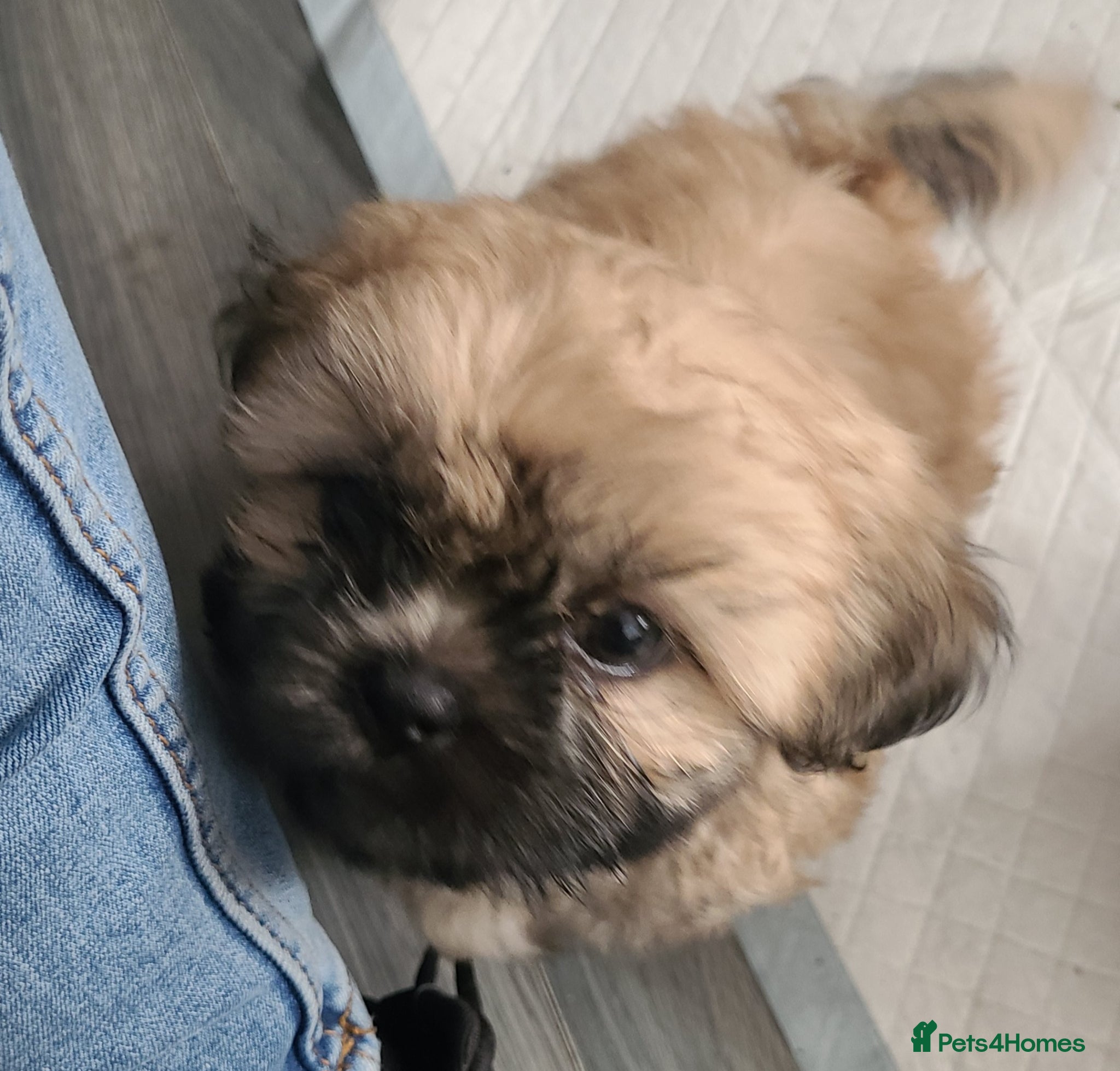 Shih Tzu dogs for sale: 2 beautiful boys ready for New home from Wednesday - Advert 6