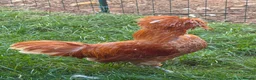 Chickens poultry for sale: Mixed Roosters - Advert 3