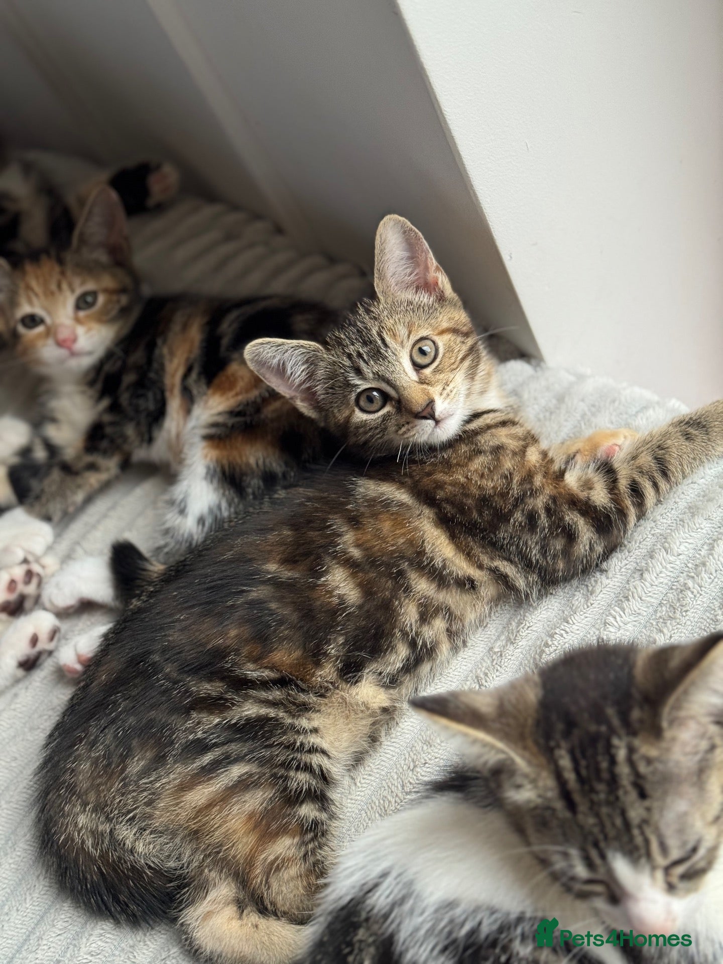 Mixed Breed cats Gorgeous tabby kittens  - Advert 1