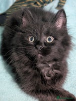 Mixed Breed cats Spynx X maincoon - Advert 1