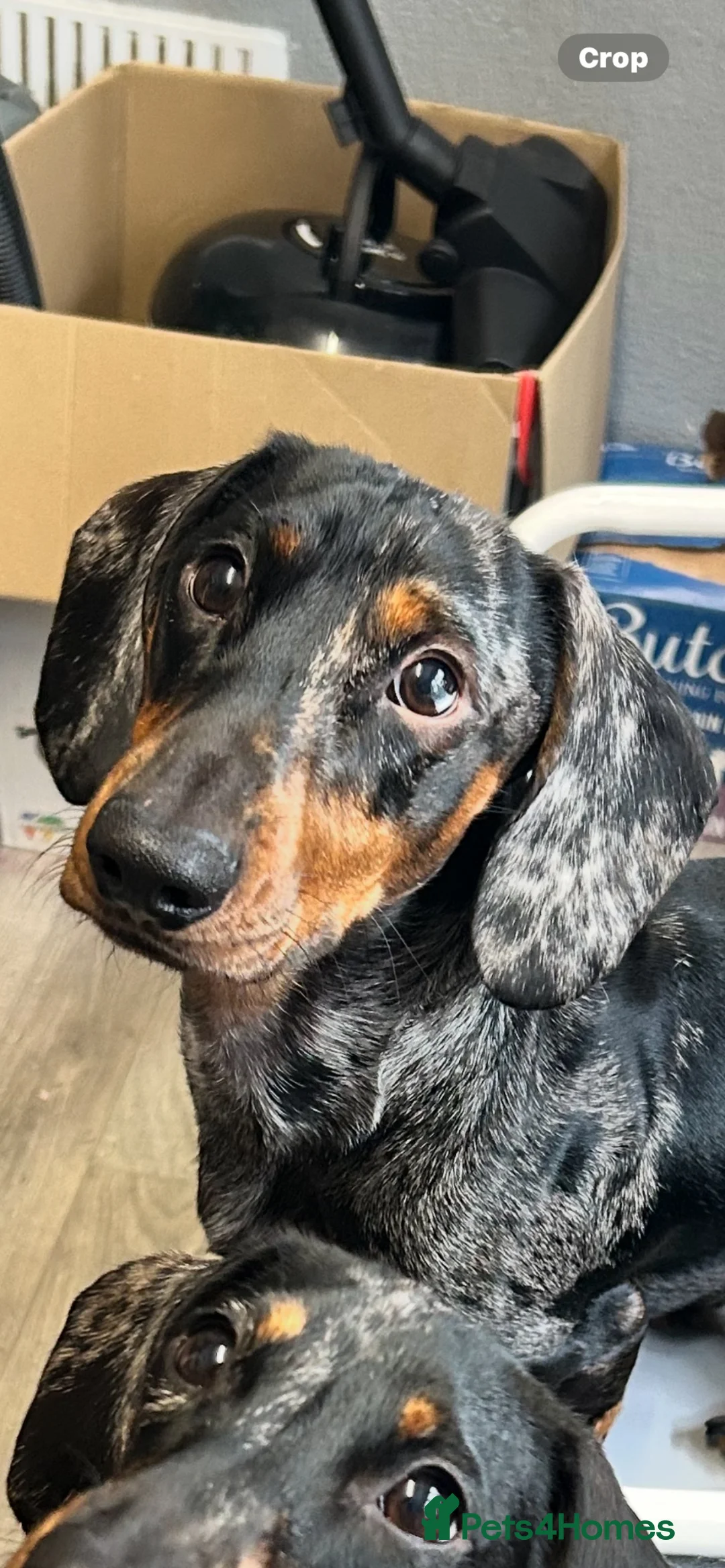 Miniature Dachshund dogs for stud: Miniature Black and Tan dapple for stud - Advert 2