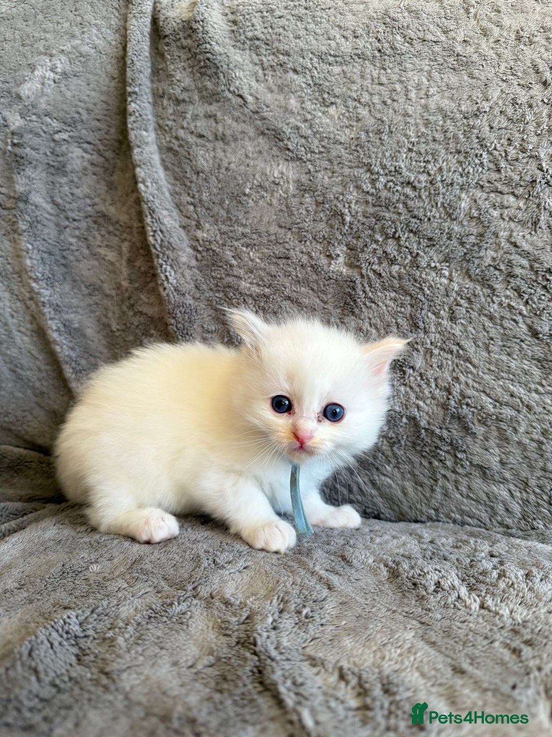 Ragdoll cats for sale: Genetically tested parents 6 Adorable Kittens  - Advert 12