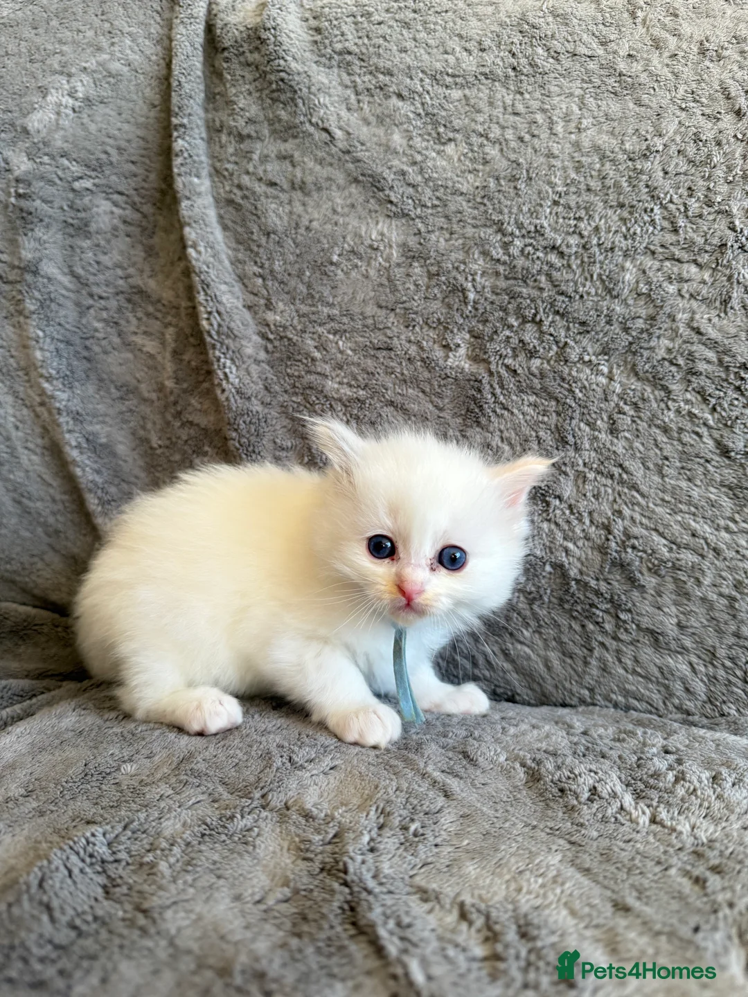 Ragdoll cats for sale: 2 Genetic tested pure Ragdoll Tortie Girl’s Ready - Advert 16