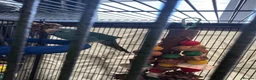 Parakeets birds for sale: Kakariki with cage in Herne Bay - Advert 2