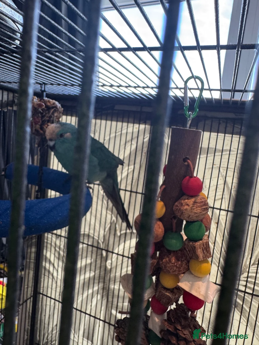 Parakeets birds for sale: Kakariki with cage in Herne Bay - Advert 2