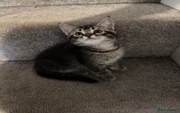 Mixed Breed cats for sale: Beautiful tabby girl - Image 2