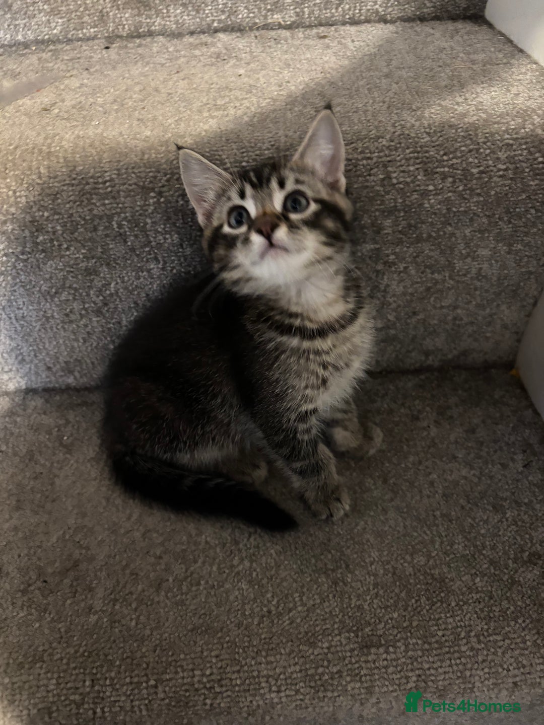Mixed Breed cats for sale: Beautiful tabby girl - Image 2