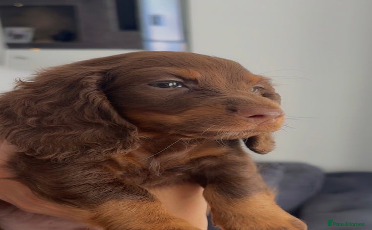 Dachshund dogs - Advert 1