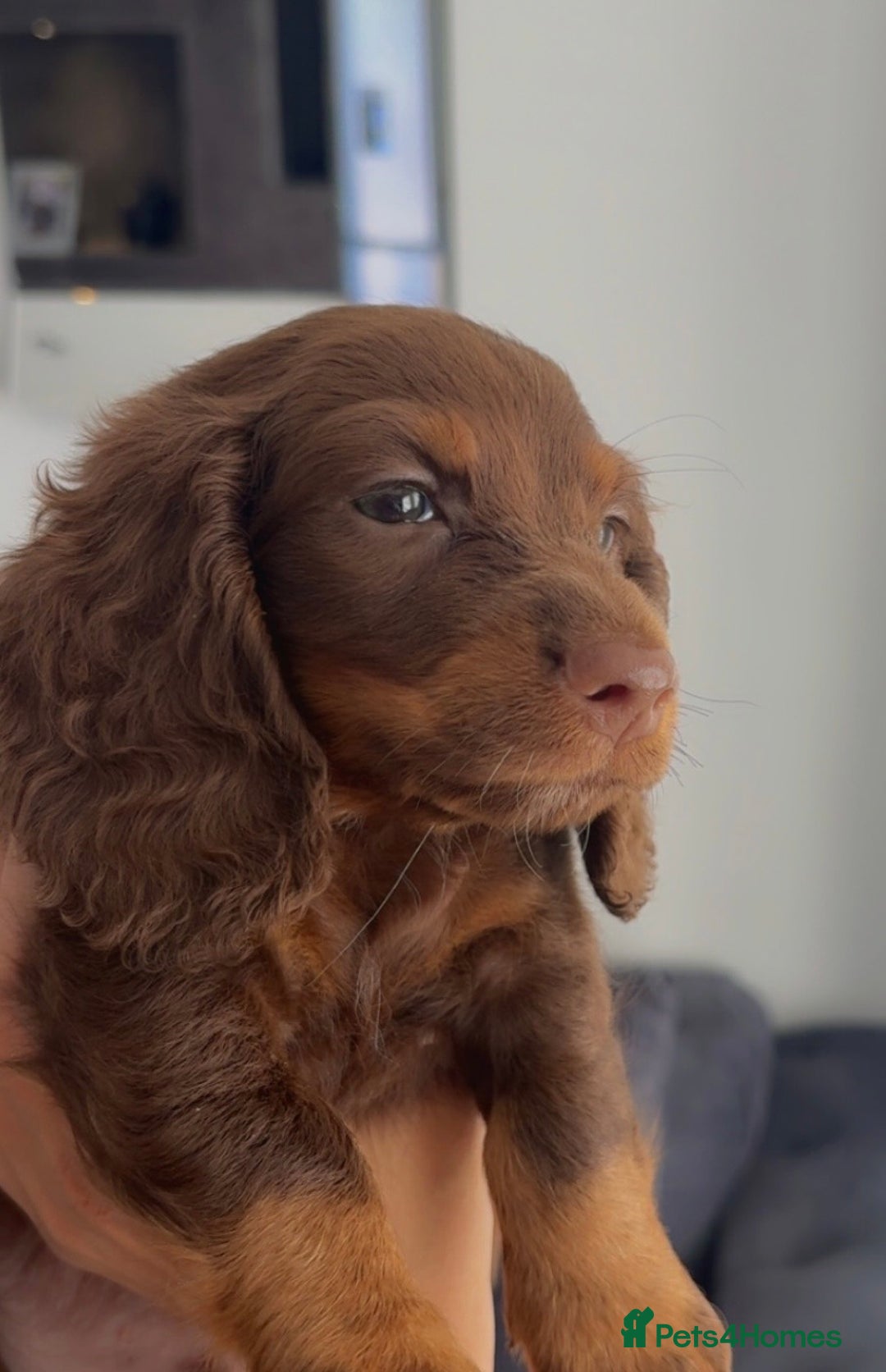 Dachshund dogs for sale: Long hair Dachshund  - Image 1