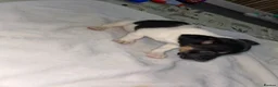 Jack Russell dogs for sale: Male Miniature Jack Russell puppy  in Llanelli - Advert 6