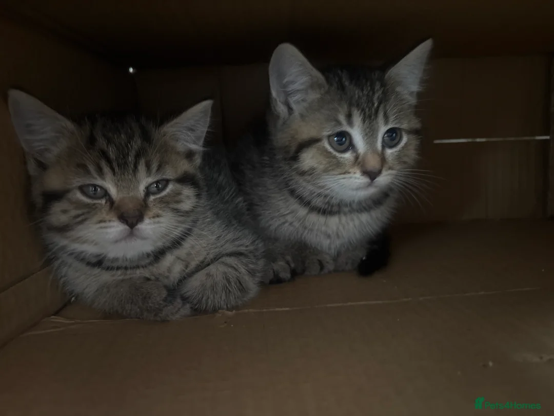 British Shorthair cats for sale: 5 kittens ready for loving homes  in Hull - Advert 2