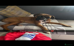 Boxer dogs for sale: Male boxer  - Image 4