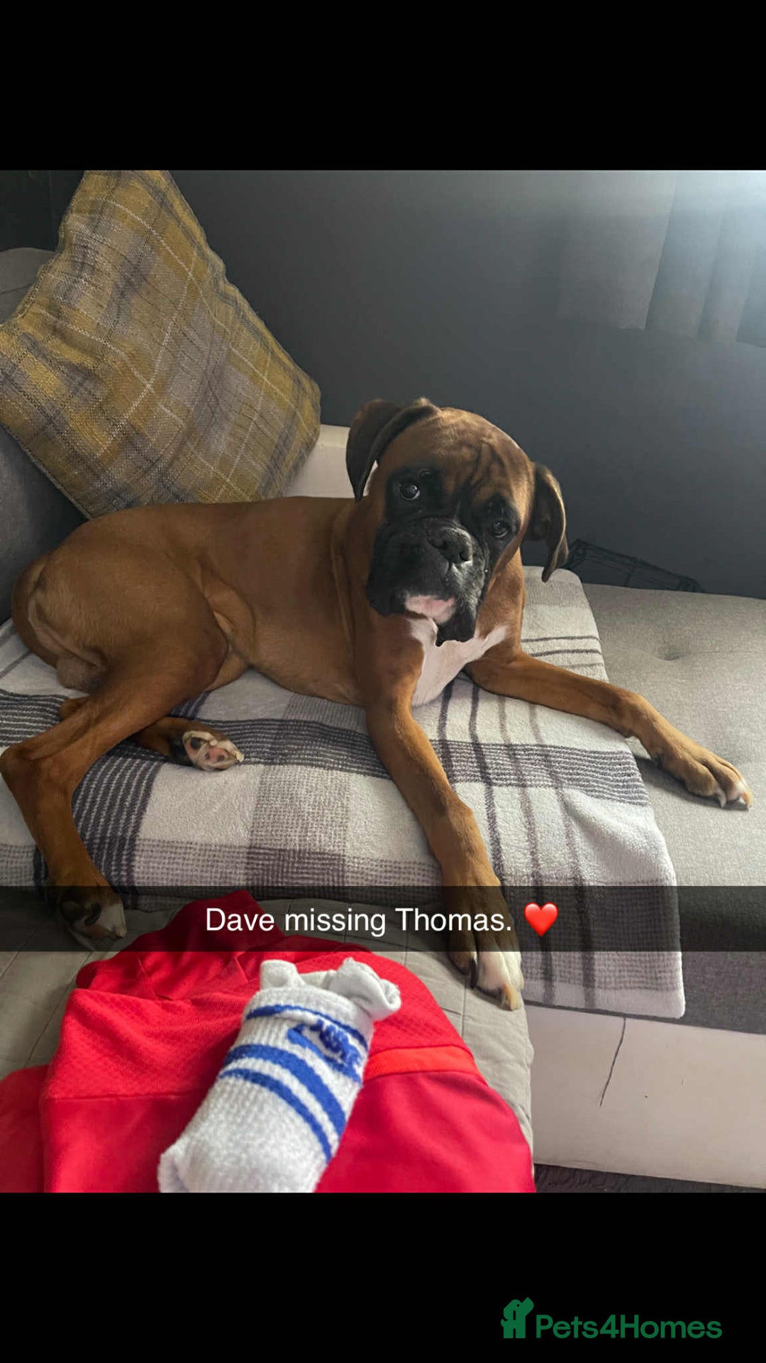 Boxer dogs for sale: Male boxer  - Image 4