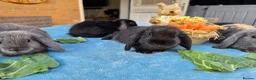 Mini Lop rabbits for sale: Mini Lops in Cambridge - Advert 10