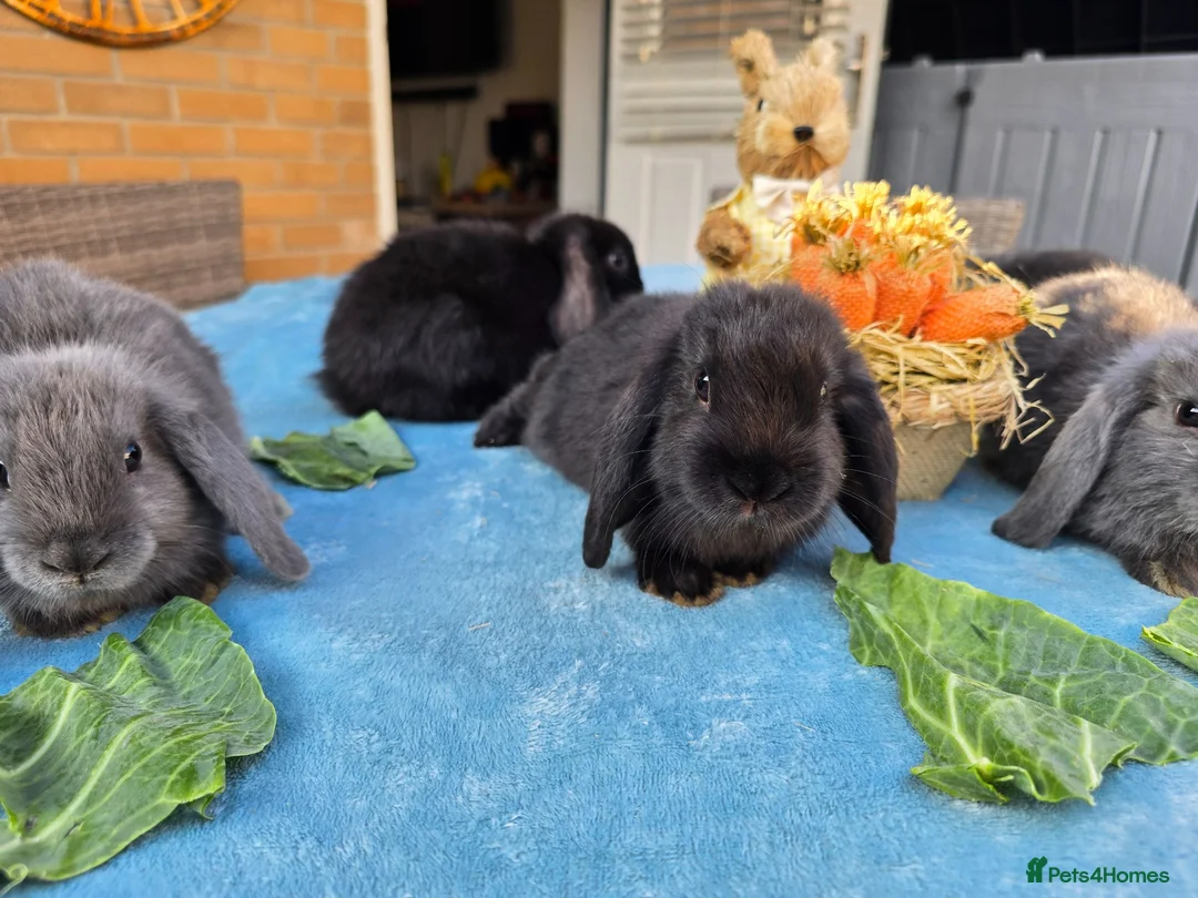 Mini Lop rabbits for sale: Mini Lops - Advert 2