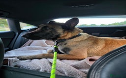 Belgian Shepherd Dog dogs for sale: Belgian Malinois Free to a Loving Home - Image 1