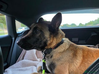 Belgian Shepherd Dog dogs - Advert 1