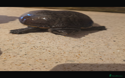 Turtle reptiles for sale: 2 male turtles  - Image 3