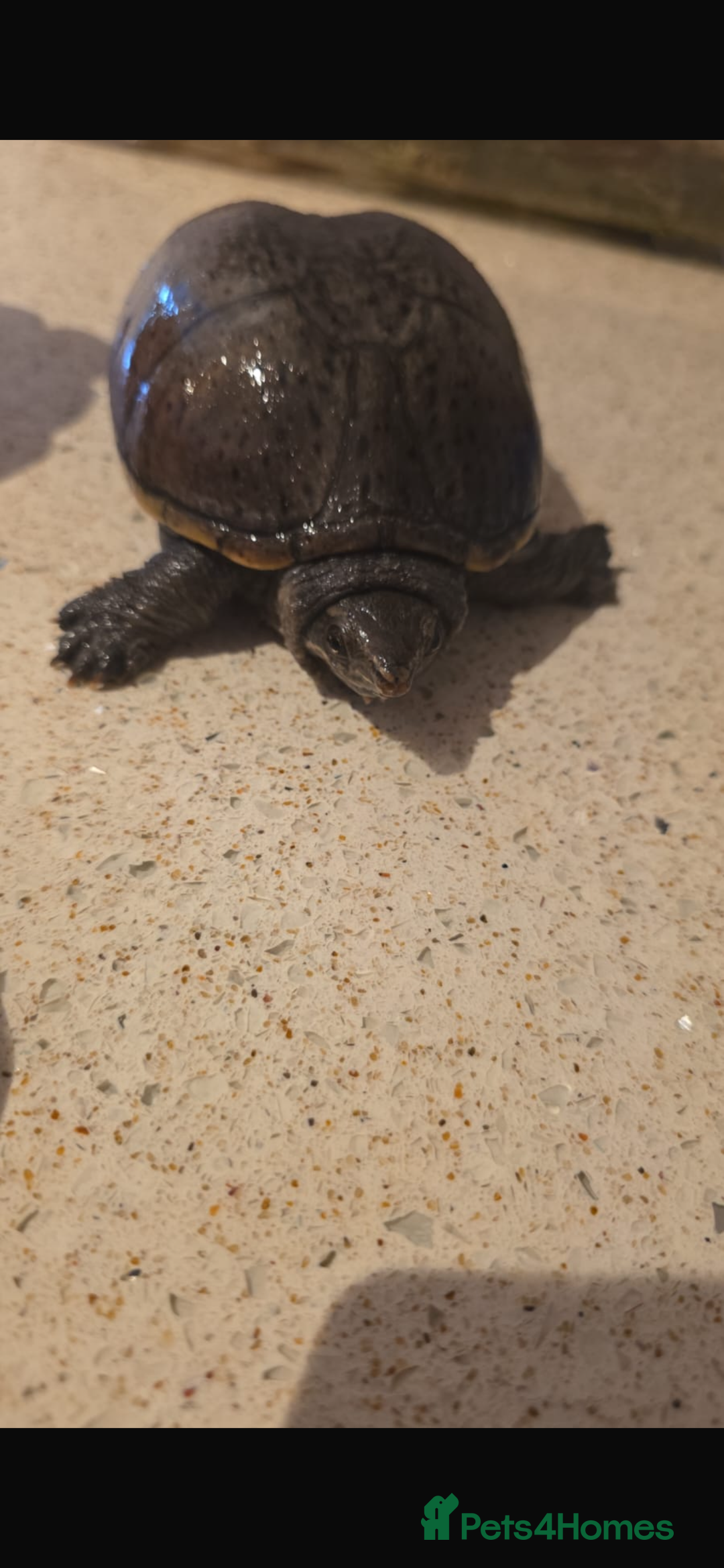 Turtle reptiles for sale: 2 male turtles  - Image 3