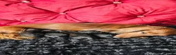 Miniature Dachshund dogs for sale:  MAGNIFICENT RED SHADED, Exceptional Pigmentation  in Wisbech - Advert 17