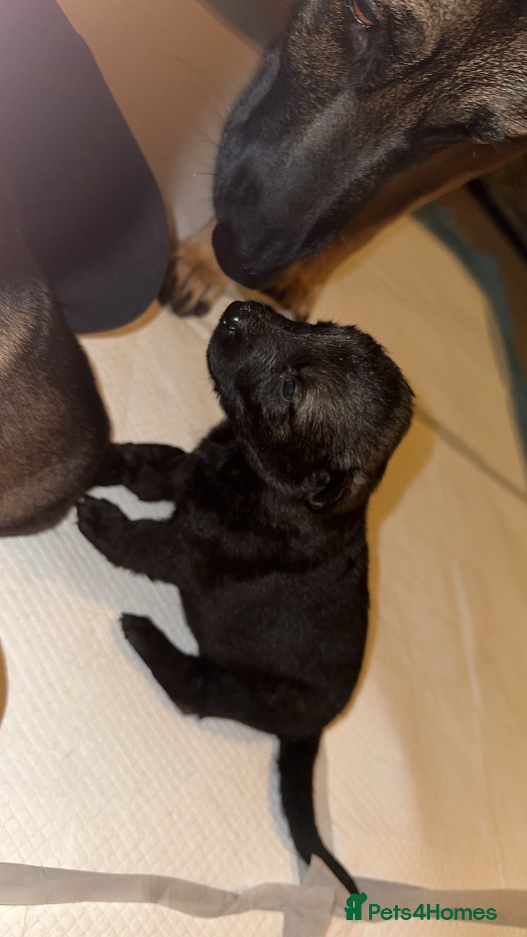German Shepherd dogs for sale: 7 stunning kc reg working German shepherd pups - Image 9