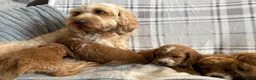 Cockapoo dogs for sale: F1b cockapoo puppies - Health test clear  in Staines - Advert 22