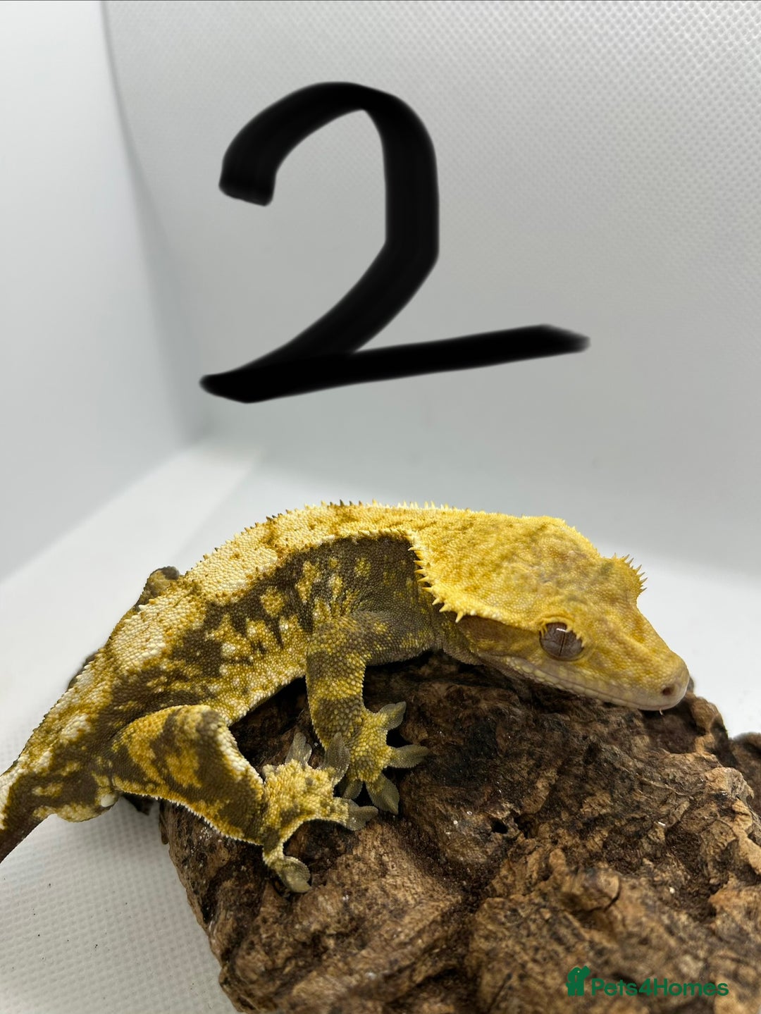 Gecko reptiles for sale: Crested geckos - Advert 11