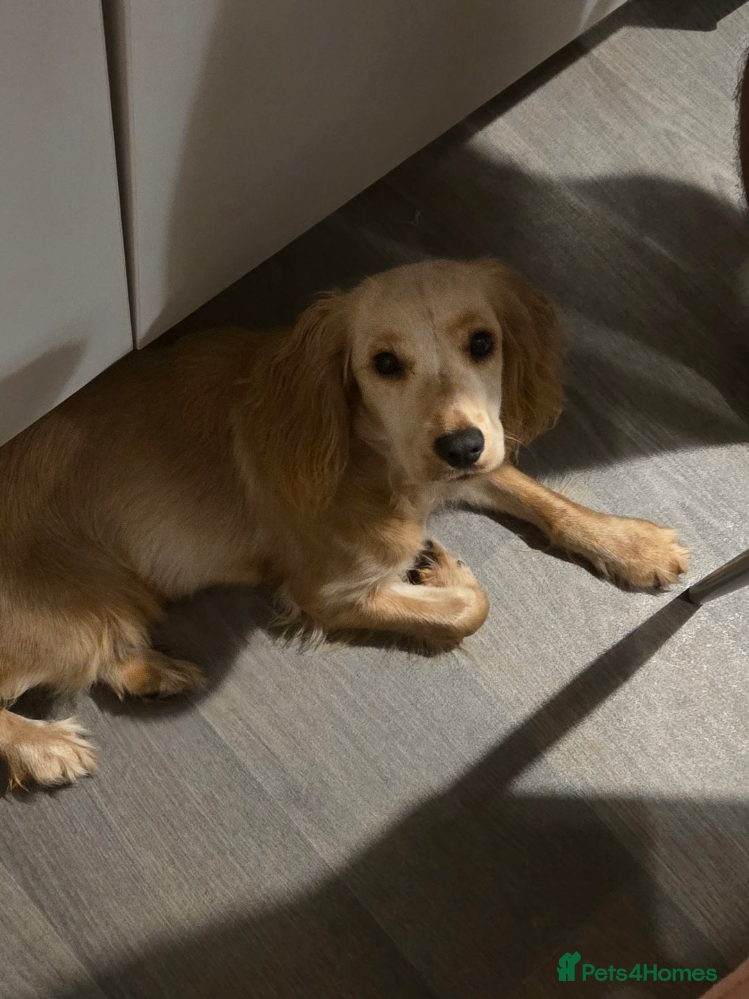 Cocker Spaniel dogs for sale: 6 month old spaniel - Advert 2