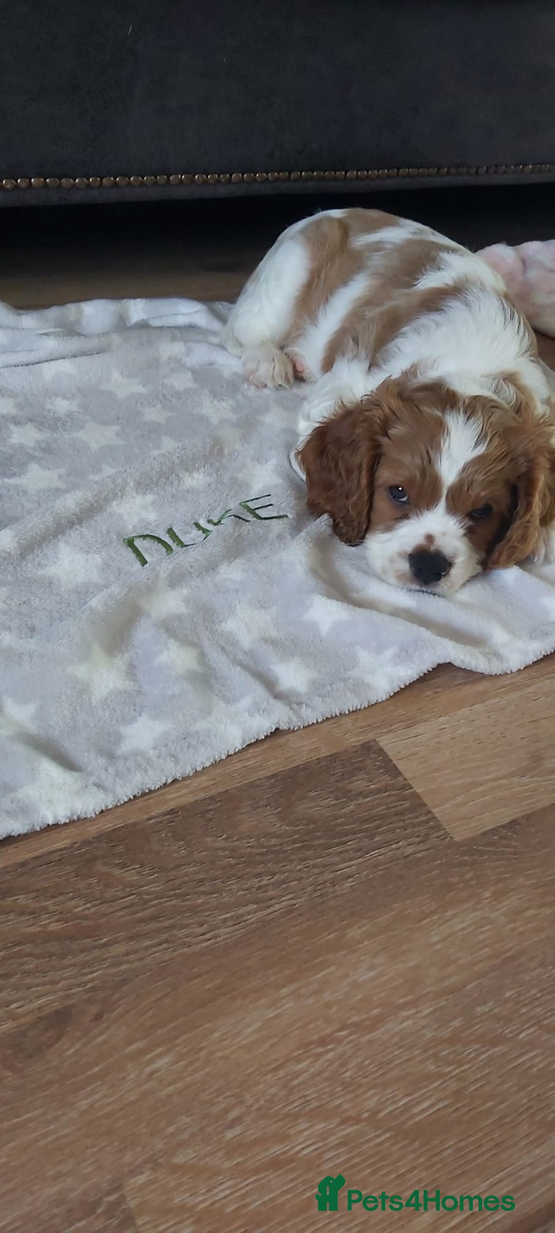 Cavalier King Charles Spaniel dogs for sale: Cavalier King Charles Spaniel Puppy - Image 8