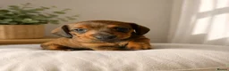 Miniature Dachshund dogs for sale: Miniature Dachshund for sale  - Advert 5