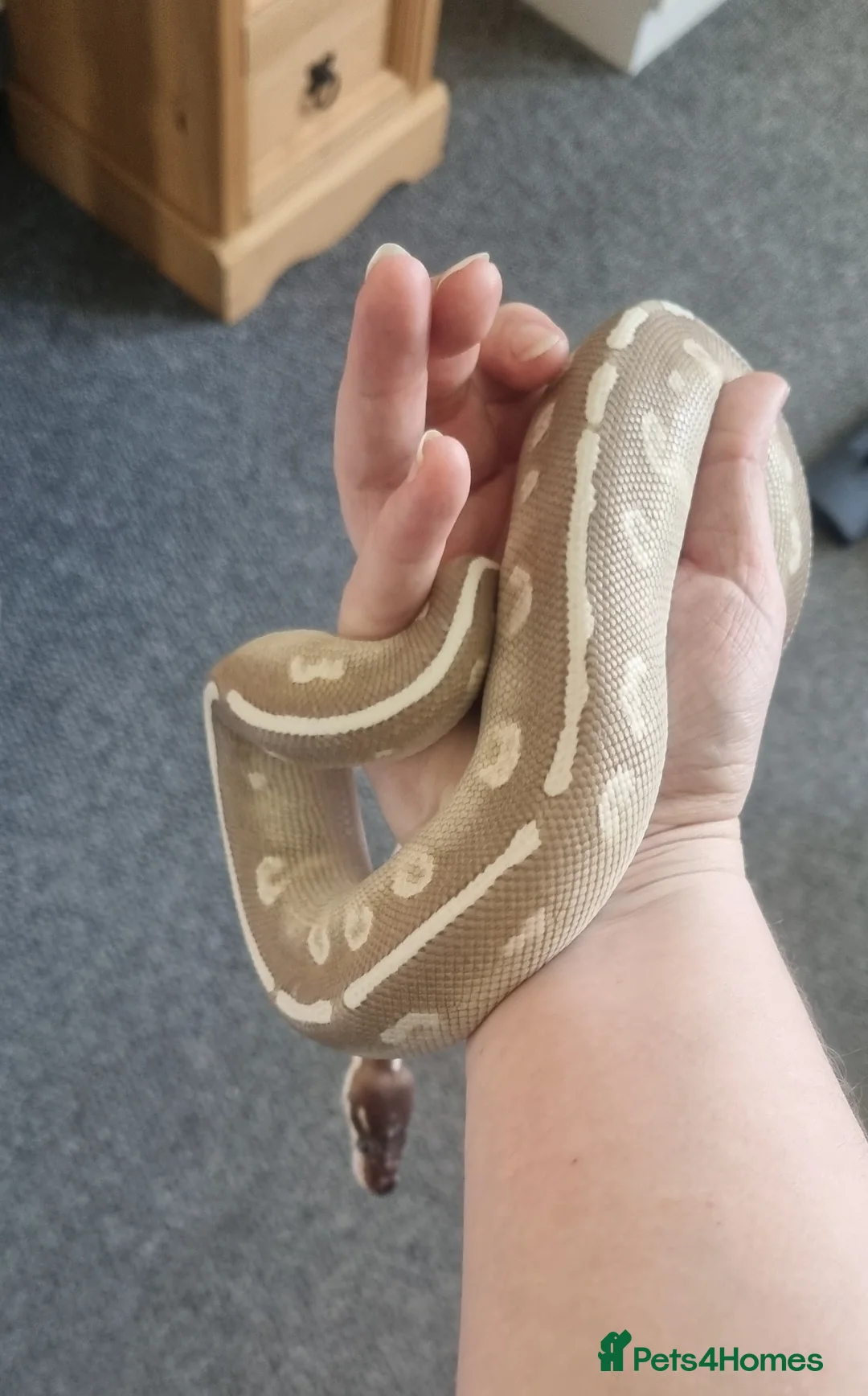 Python Snake reptiles for sale: Purple Passion Male Royal Python 3yo in Bridgend - Advert 2