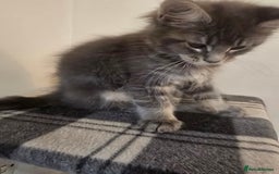 Maine Coon cats for sale: Beautiful Maine coon kittens  - Image 18