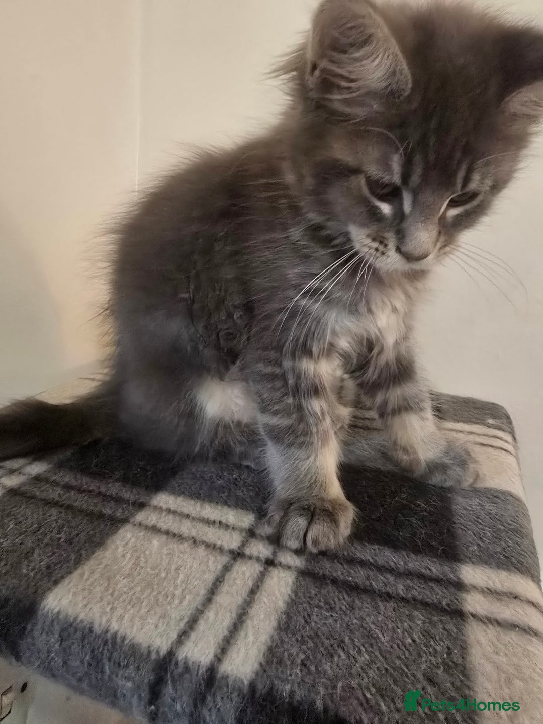 Maine Coon cats for sale: Beautiful Maine coon kittens  - Image 18