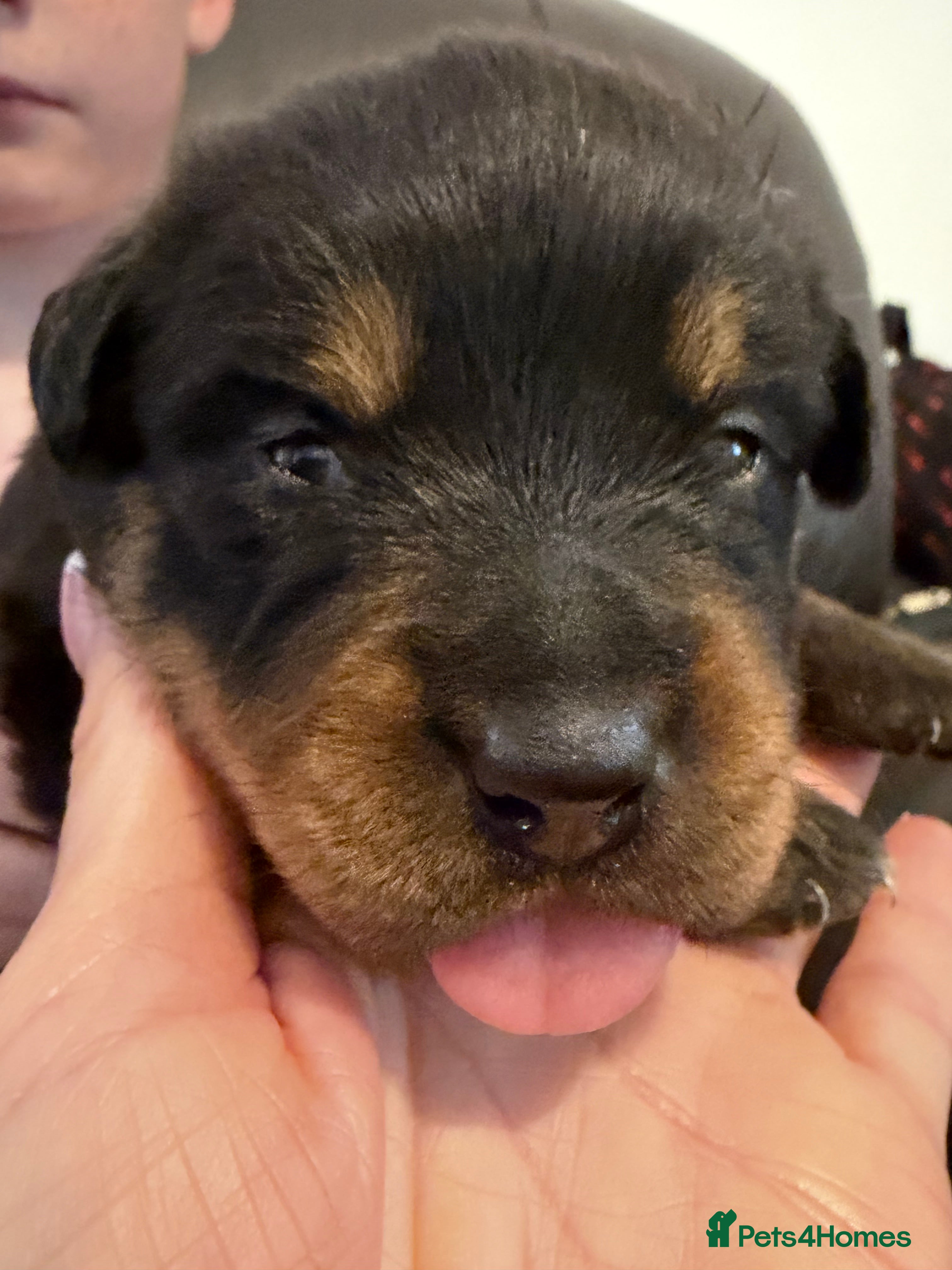 Rottweiler dogs Champion bloodline Rottweiler puppies. - Advert 2