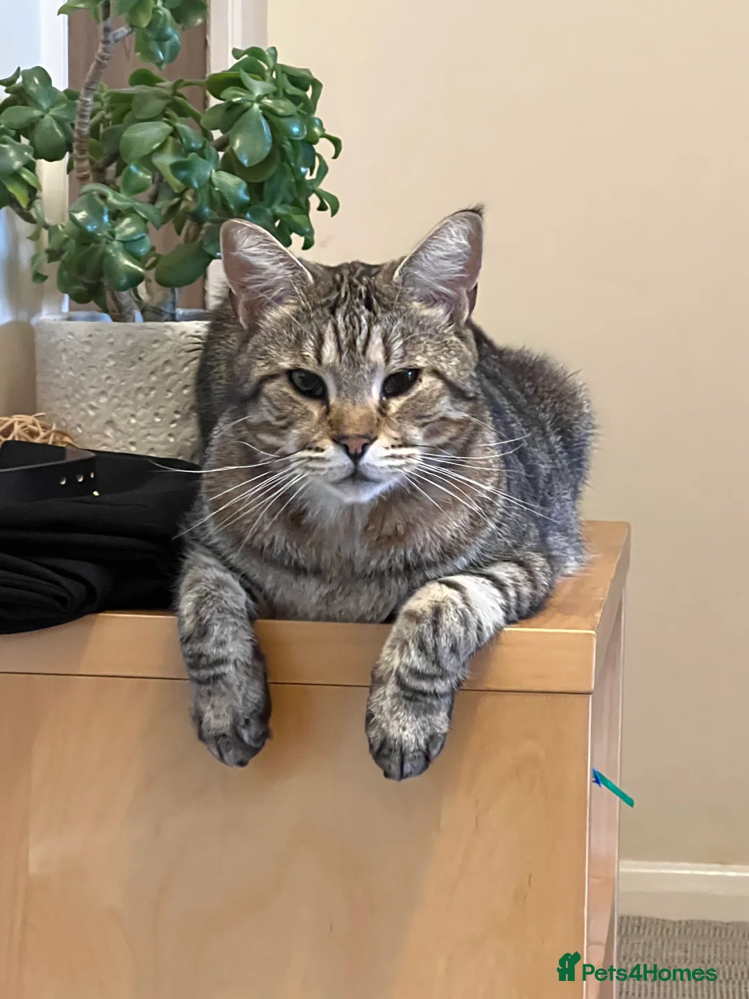 Mixed Breed cats for sale: OBI -Maine Coon/Oriental male cat - Advert 1