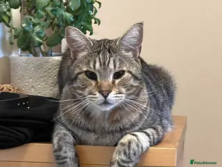 Mixed Breed cats OBI -Maine Coon/Oriental male cat - Advert 1