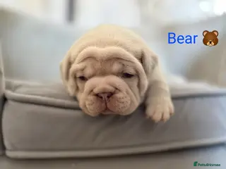 French Bulldog dogs Isabella & tan intensity girls /liliac fawn boy 🐾 - Advert 1