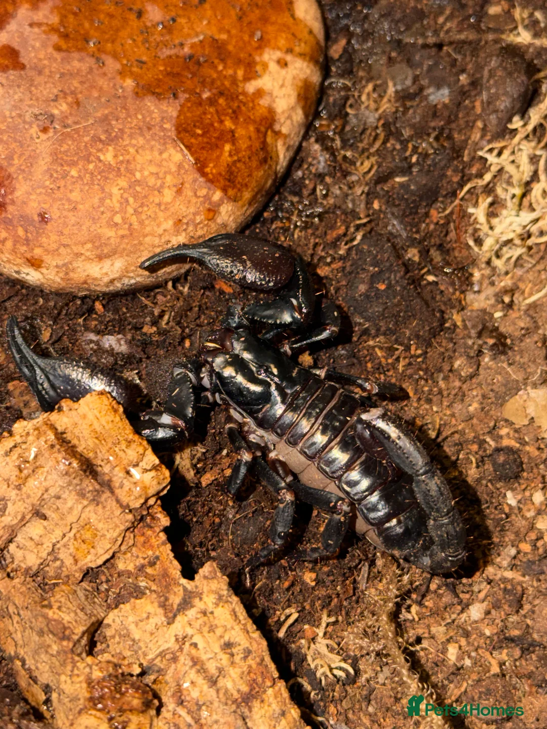 Tarantulas invertebrates for sale: Tarantula’s + scorpion for sale  - Advert 10