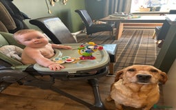 Labrador Retriever dogs for sale: KC Reg Labrador Puppies For Sale - Image 9