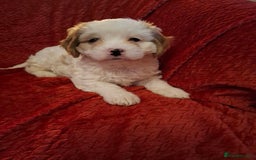 Cavapoochon dogs for sale: Cavapoochon Girl - Advert 9