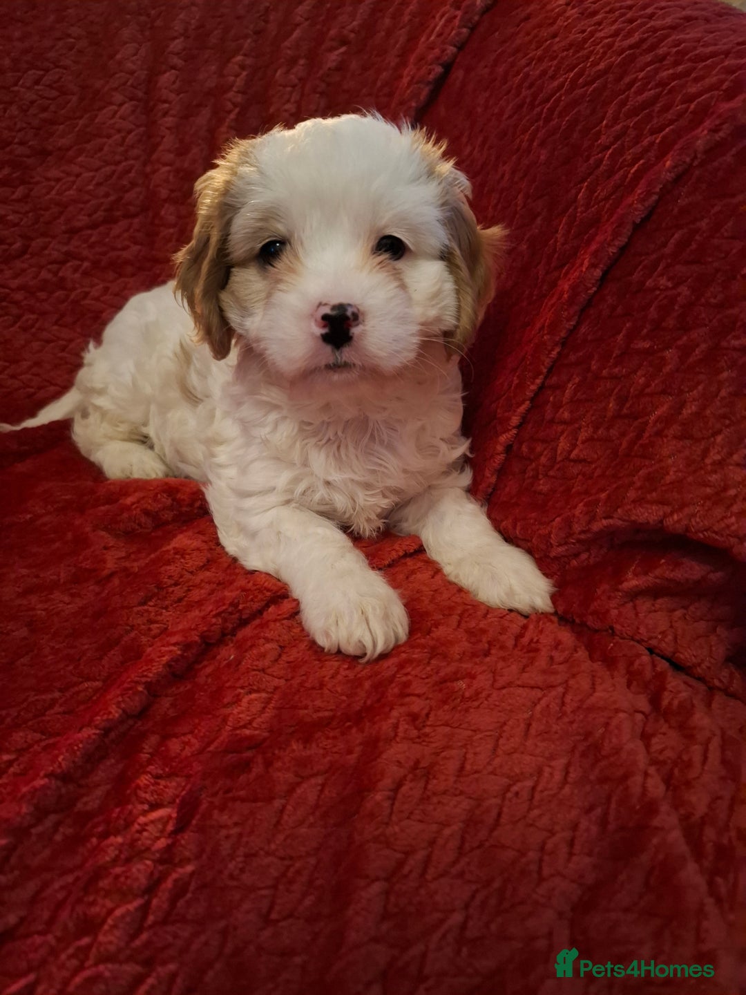 Cavapoochon dogs for sale: Cavapoochon Girl - Advert 9