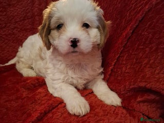 Cavapoochon dogs Cavapoochon Girl - Advert 2