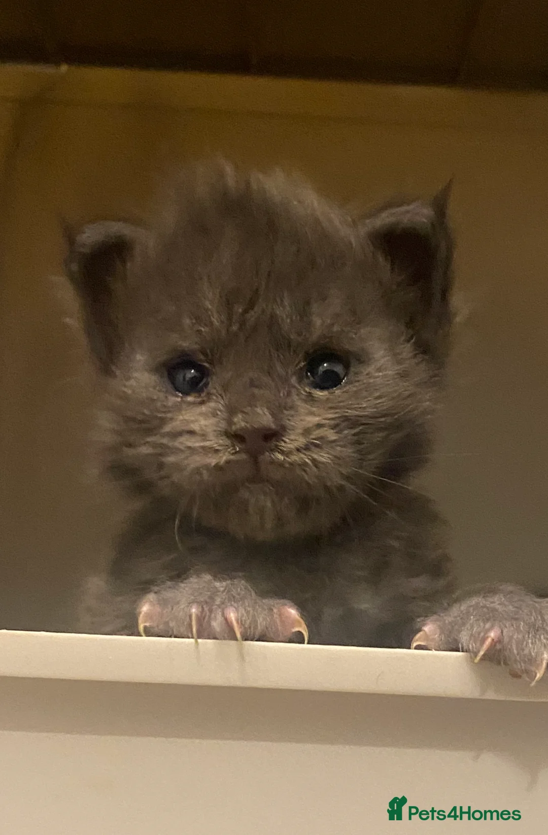 Maine Coon cats for sale: Beautiful GCCF Maine Coons  - Advert 25