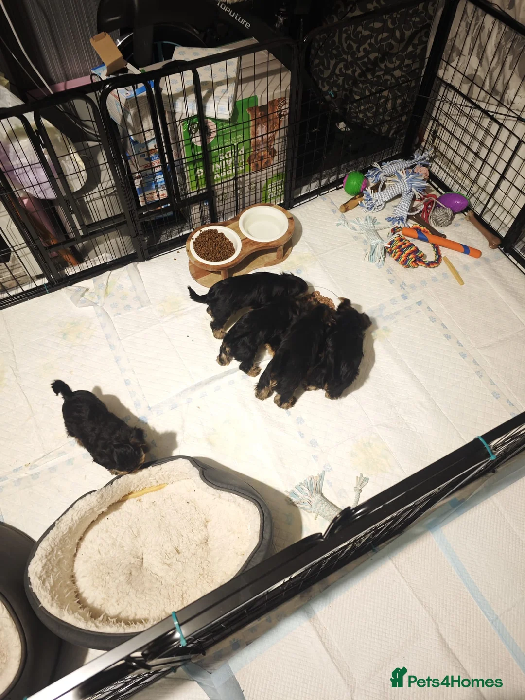 Yorkshire Terrier dogs for sale: Yorkshire Terrier–microchipped,vaccine,vet checked - Advert 6