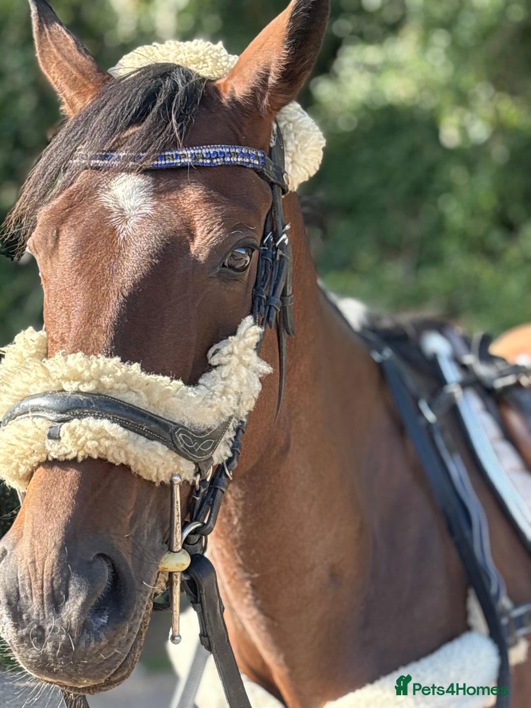 Irish Sports horses for sale: Teens horse / mother / daughter share - Image 10